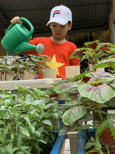 Hoạt động trải nghiệm chăm sóc vườn rau của bé