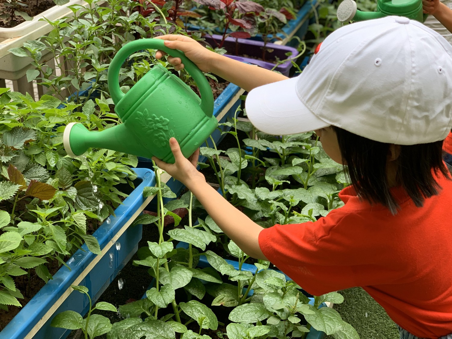 Hình ảnh bé tưới nước cho cây